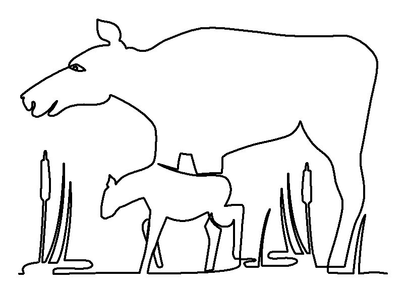 Moose and Calf