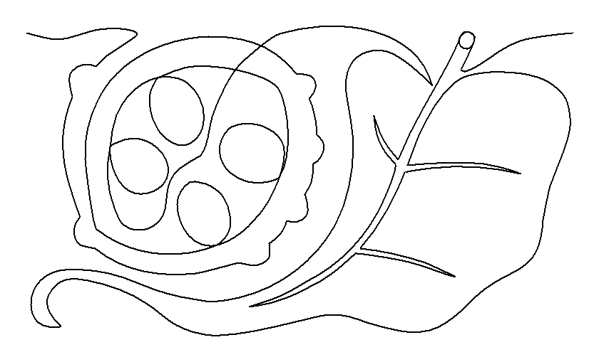 Magnolia Leaf and Seeds pattern